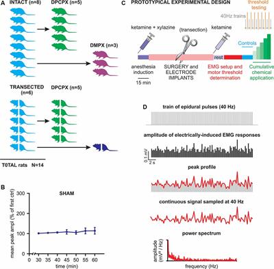 Selective Antagonism of A1 Adenosinergic Receptors Strengthens the Neuromodulation of the Sensorimotor Network During Epidural Spinal Stimulation